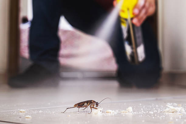 Best Local Pest Control Services  in Three Points, AZ